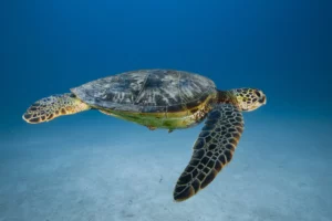 Monde : Des tortues équipées de balises pour mieux comprendre les cyclones