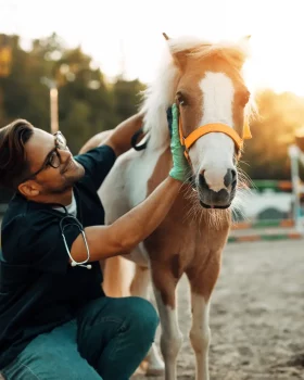 Un jeune vétérinaire en train d'ausculter un poney lors d'un saut d'obstacle