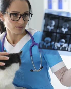 Vétérinaire en train d'observer les radiographies d'un chat au pelage noir et blanc
